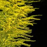 découvrez la composition de l'or, ses alliages et ses propriétés uniques pour des bijoux et applications de haute qualité.