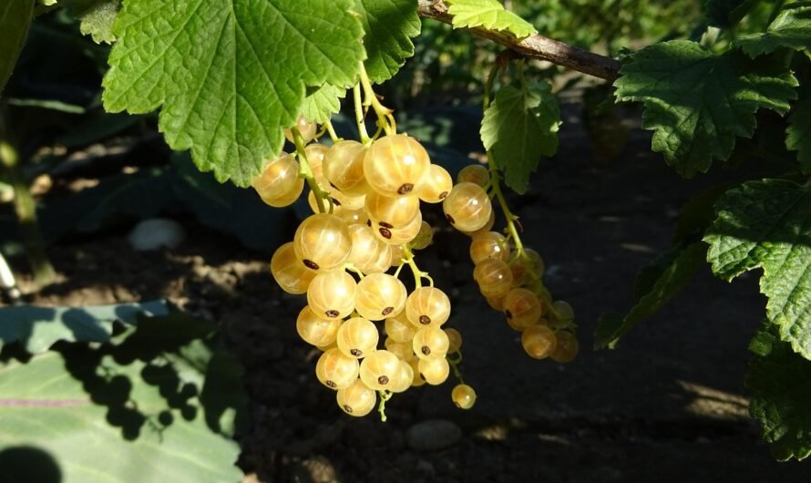 Quel type d’or choisir pour un collier selon votre carnation ?